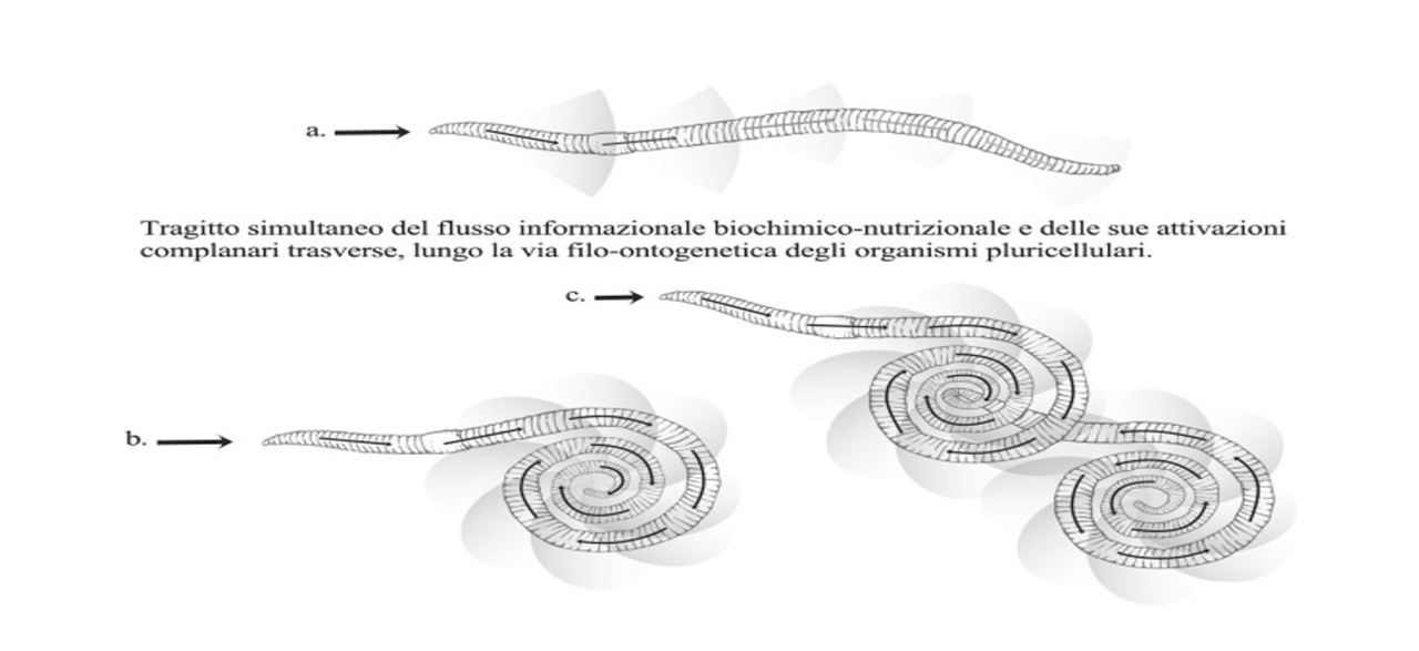 La comparsa nei viventi della “coordinazione-inibizione” attraverso la differenziazione delle vie informazionali.