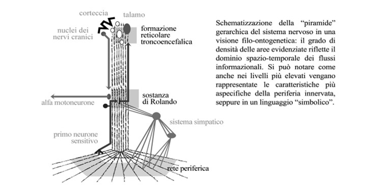 La comparsa nei viventi della “coordinazione-inibizione” attraverso la differenziazione delle vie informazionali.