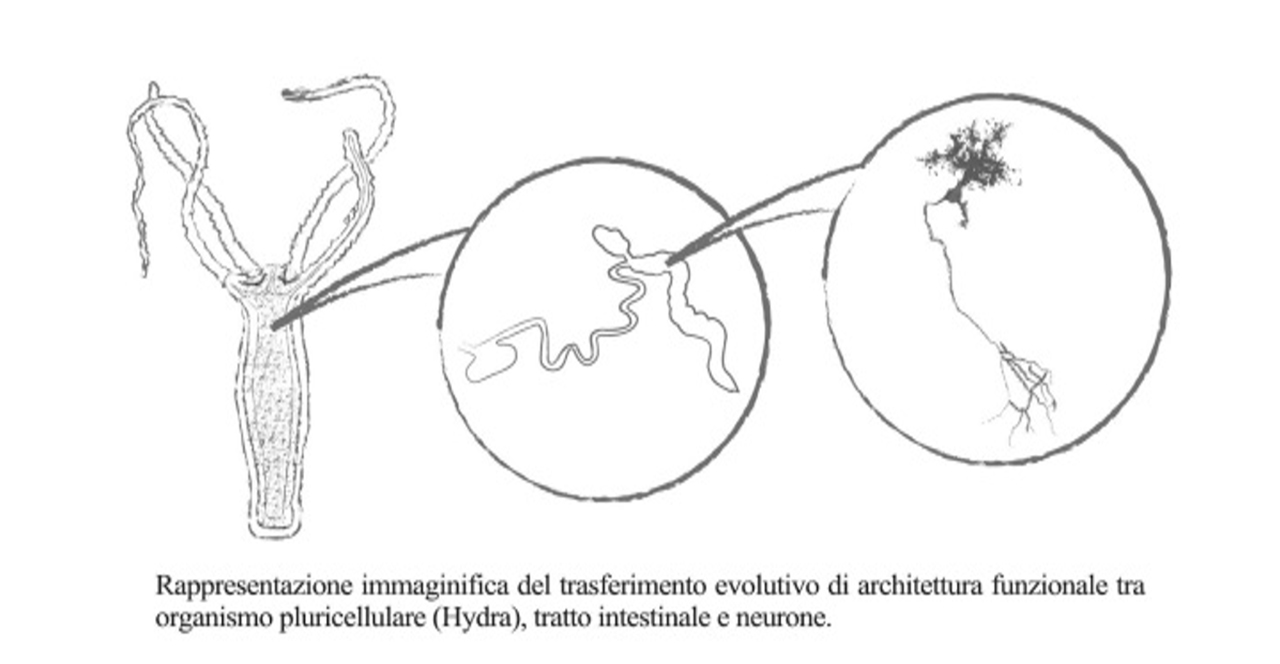 (30f) Brevi richiami di carattere anatomo-fisiologico