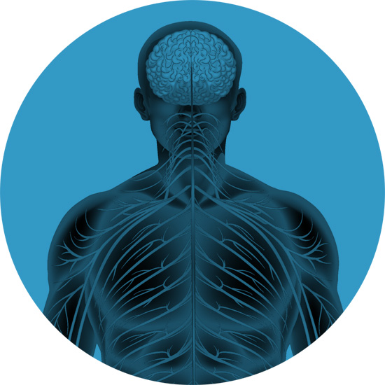 Sistema Nervoso Vegetativo, Segmento Spinale e Terapie Segmentali con Anestetici Locali