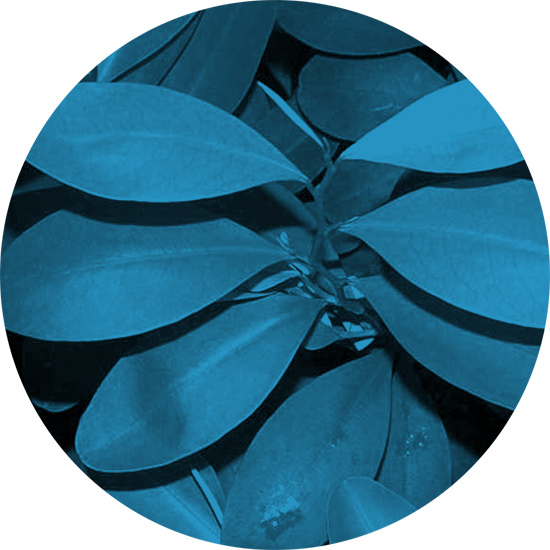 La pianta della coca alla conquista dei due mondi