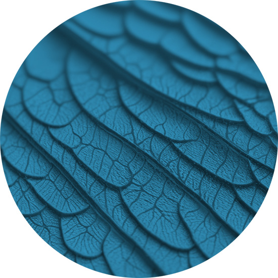 Herpes zoster, patologie e lesioni dermatologiche e Terapie con Anestetici Locali